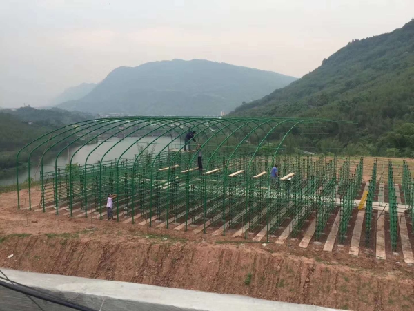 現(xiàn)場安裝香菇架